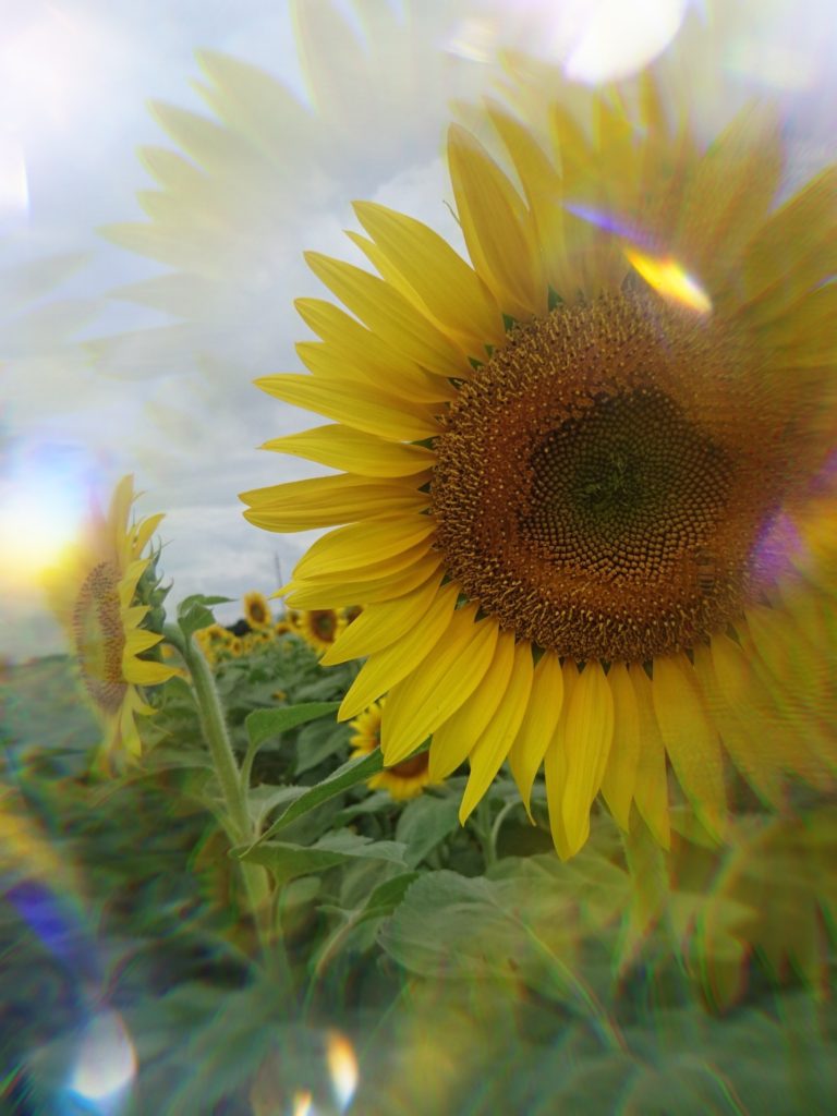 夏季休暇のお知らせの画像