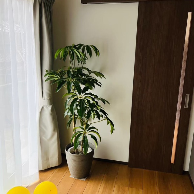 の画像